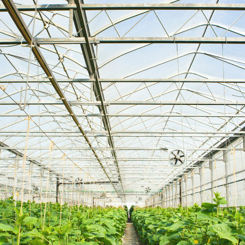 Lufa Farms