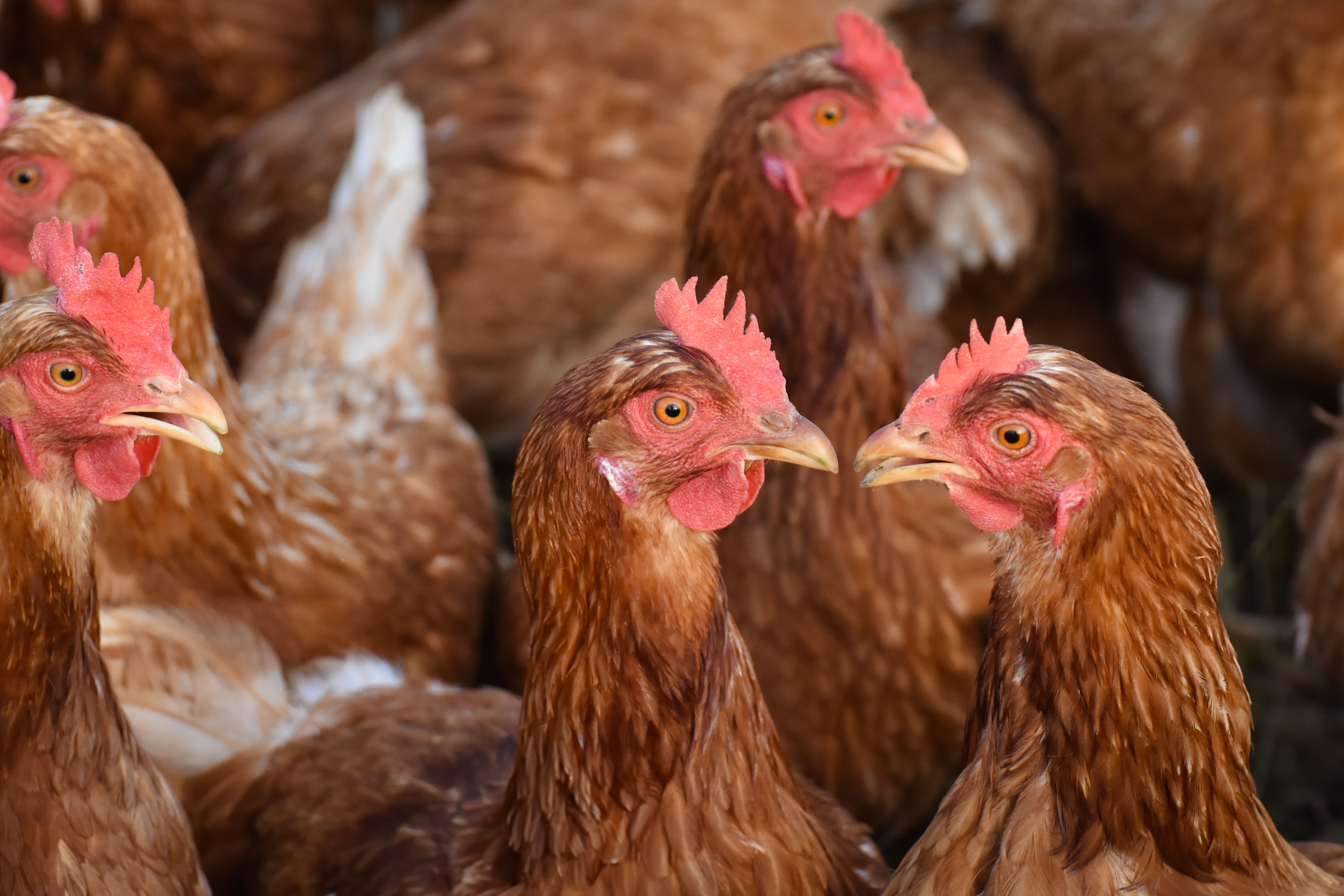 Poultry Processing Plant