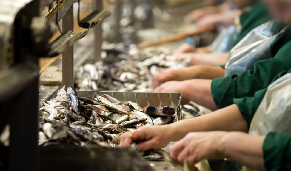 CIMCO Industrial Chillers -Fishing